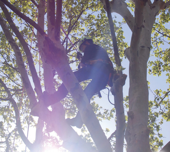 Hasel-Buehl-Baumschneider-Baumkletterer-Pflege-Baum