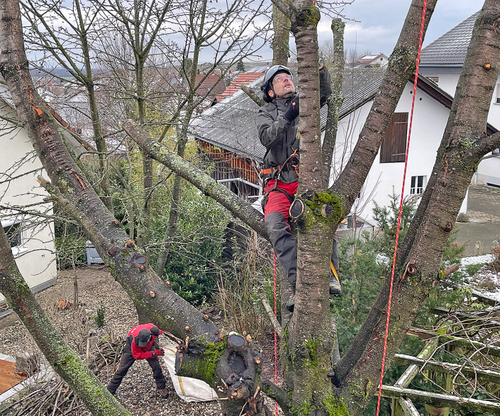 Hasel-Baum-Buehl-Baden-Baden-Achern-Rastatt